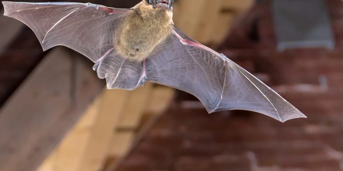 Bat flying near wooden roof beams
