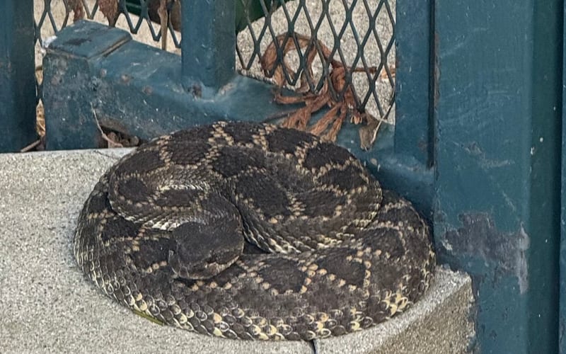 Rattlesnake