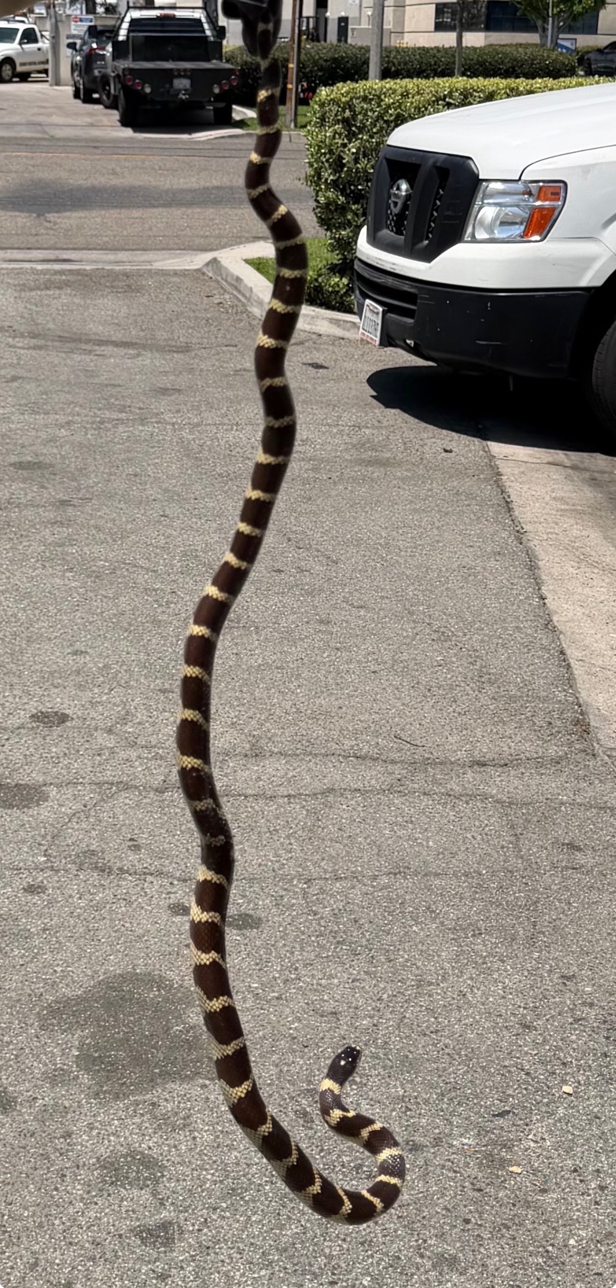 California King Snake
