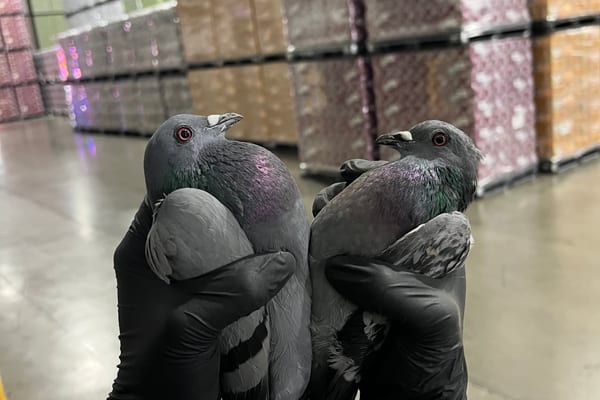 Bird Control