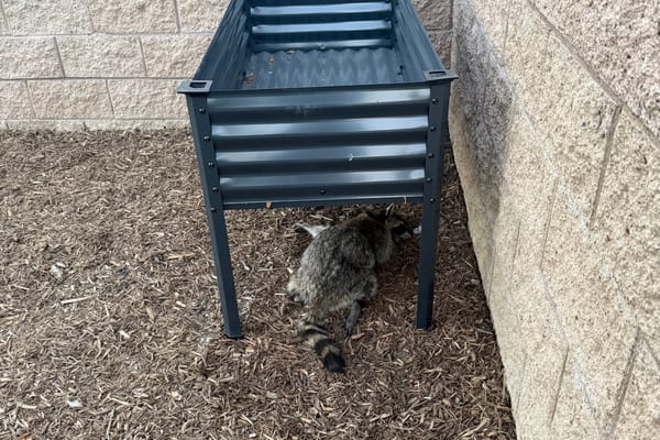 Dead Animal Removal