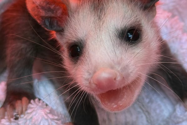 Opossum Removal