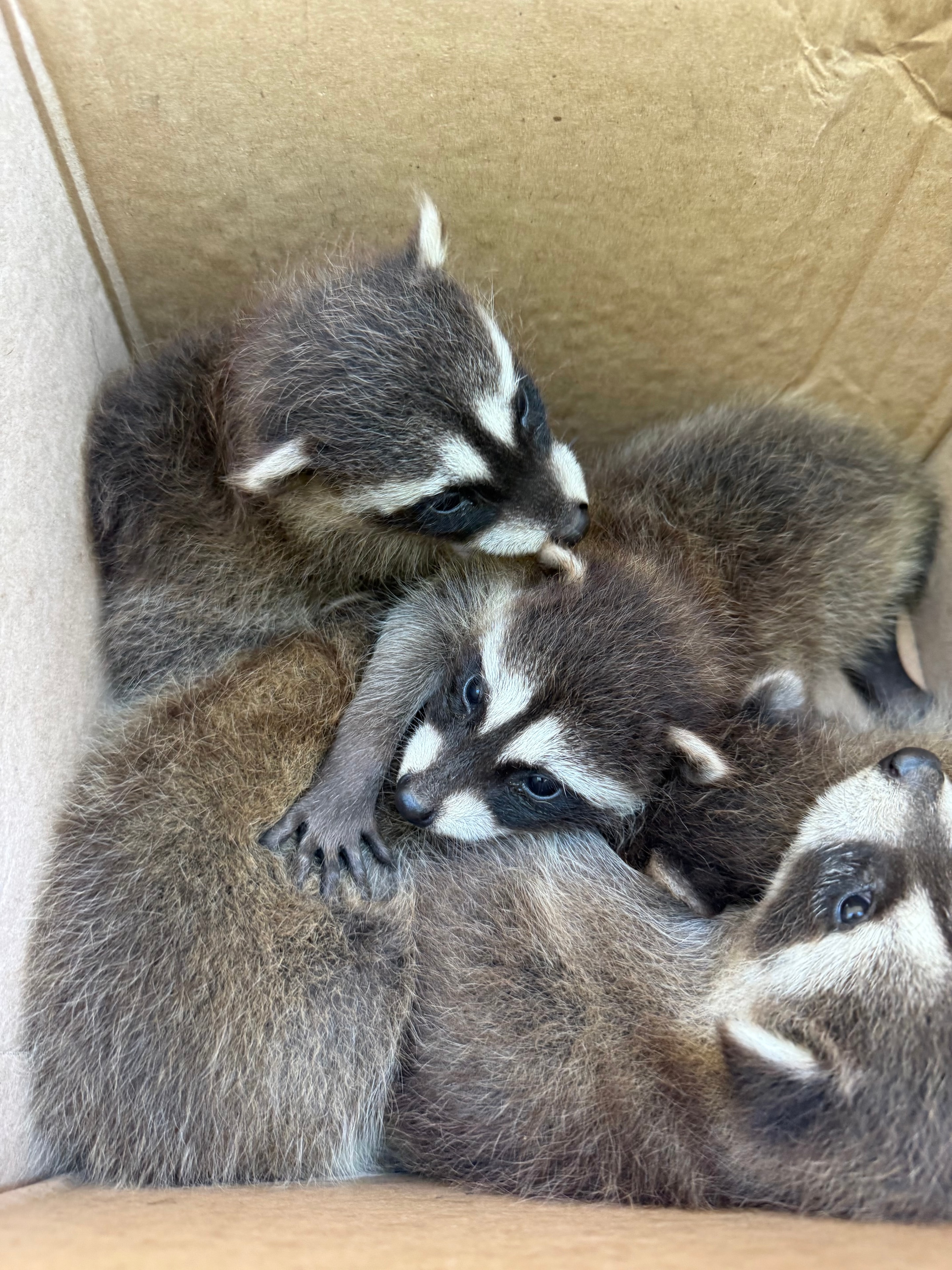 Raccoon Removal