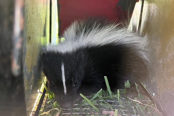 Skunk Removal