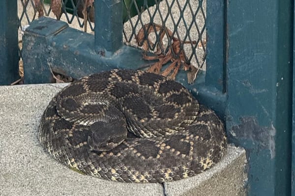 Snake Removal